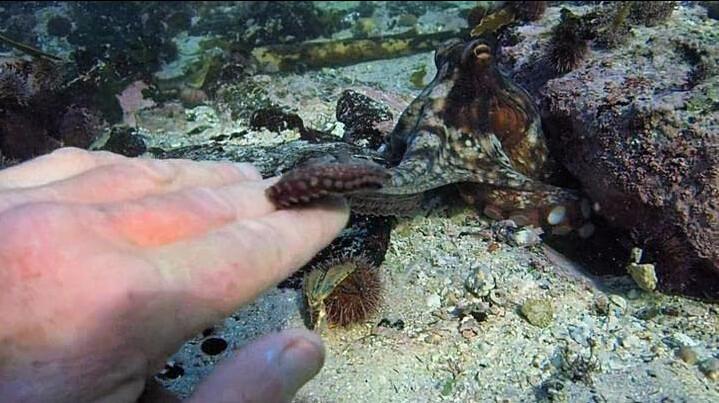 Filmmaker Craig Foster shakes hands with his octopus friend in "My Octopus Teacher." (Netflix)