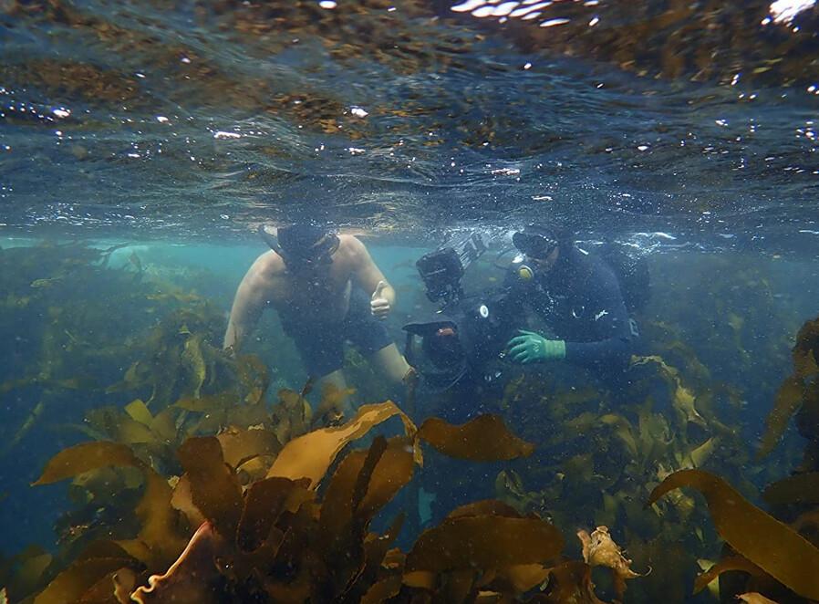 Craig Foster and film directors navigate a kelp forest in "My Octopus Teacher." (Netflix)