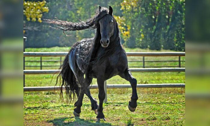 Head-Turning Stallion, ‘Frederik the Great,’ 20, Considered the World’s Most Handsome Horse