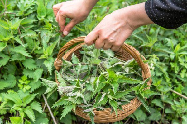 Only pros should even think of foraging for stinging nettles without ample protection. (Alicja Neumiler/Shutterstock)