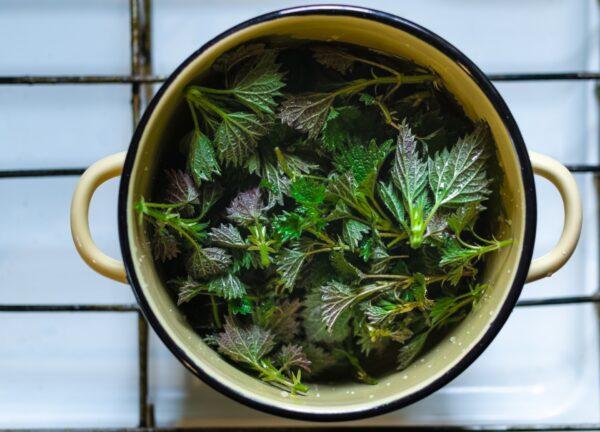 Only once blanched, cooked, or dried do nettles lose their bite. (Albina Bugarcheva/Shutterstock)