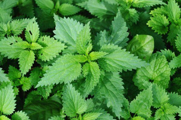 You can find stinging nettles growing in rich, moist soil along riverbeds, in orchards, and along the margins of woodlands. (Alfonso de Tomas/Shutterstock)