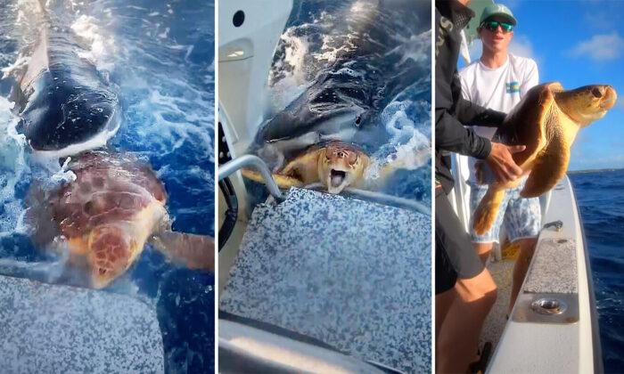 VIDEO: Fishermen Spot Sea Turtle Caught in Jaws of Tiger Shark, and Rescue It to Safety
