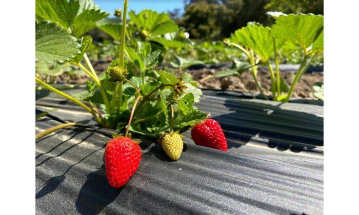 California Farmers Expect Larger Strawberry Crop This Year