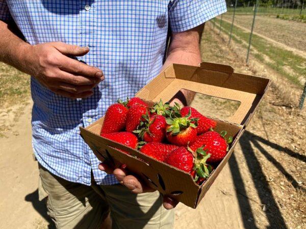 Strawberries packaged in a compostable box that’s printed with plant-based ink at Berry Island Farms in Gilroy, Calif., on April 16, 2021. (Ilene Eng/The Epoch Times)