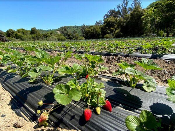 A field of strawberries at Berry Island Farms in Gilroy, Calif., on April 16, 2021. (Ilene Eng/The Epoch Times)