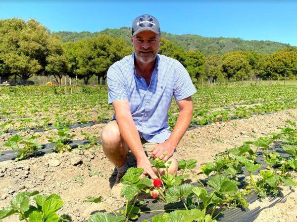 Farmer Ronald Welten picks some of his ripe strawberries at Berry Island Farms in Gilroy, Calif., on April 16, 2021. (Ilene Eng/The Epoch Times)