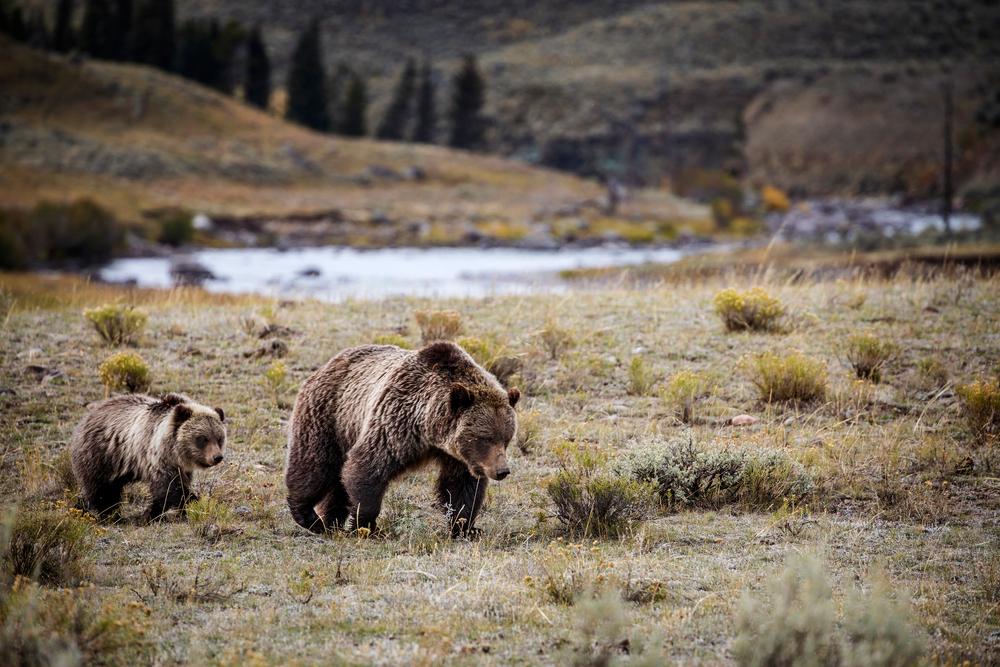 Yellowstone is home to grizzly bears and black bears. (Ben Wickham/Shutterstock)