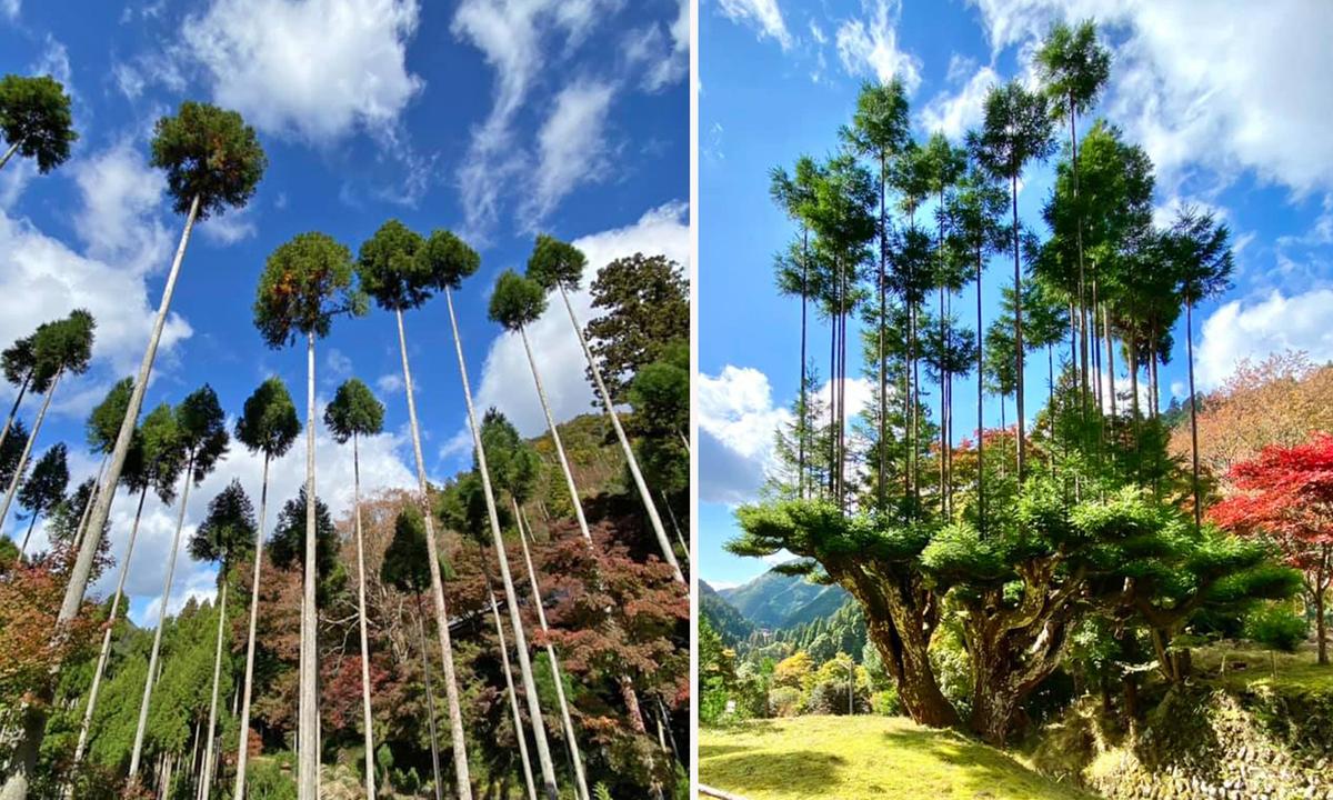 15th-Century Bonsai Trick That Grows Ultra-Straight Cedar Trees, Prevents Deforestation