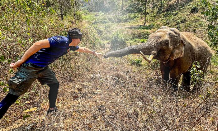 31-Year-Old Elephant Recognizes Vet Who Rescued Him From Close Death 12 Years Ago