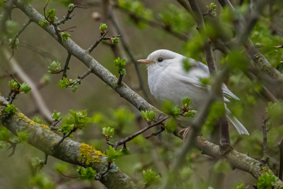 An incredibly rare, completely white robin has been spotted in Stockton-on-Tees. (Caters News)