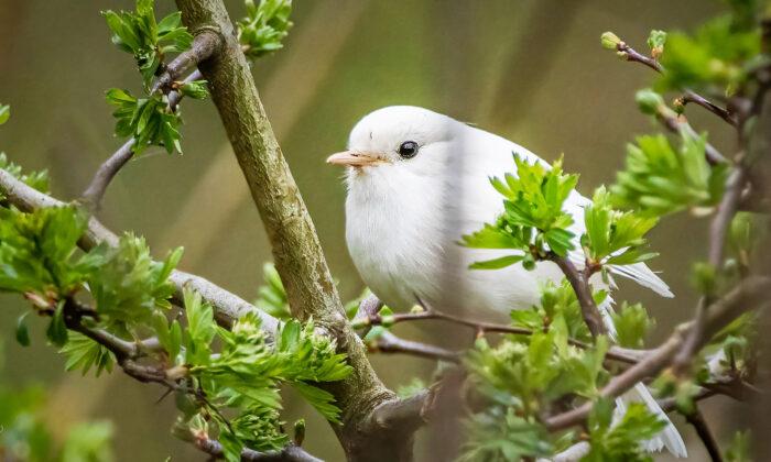 UK Photographer Spots Incredibly Rare White Robin–and the Photos Are Breathtaking