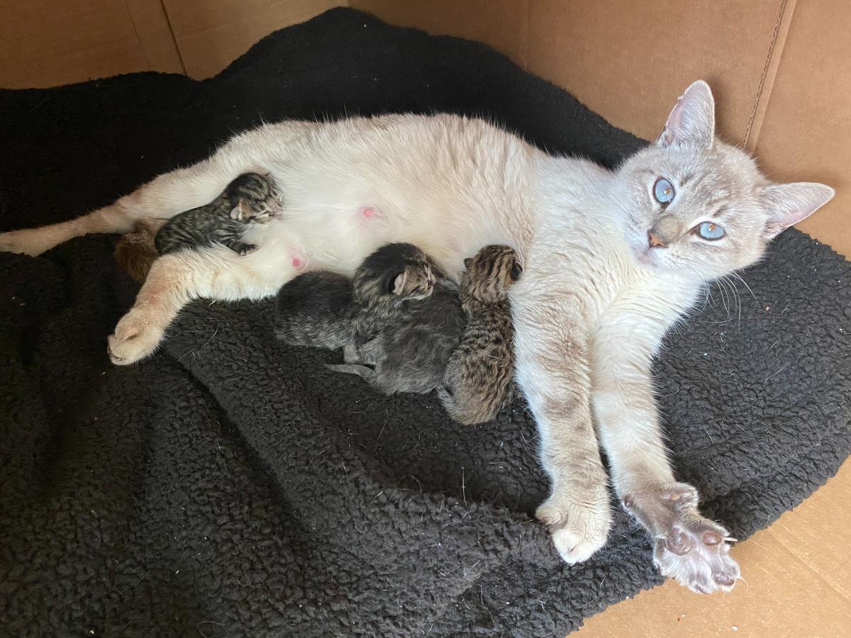 Lynx point Siamese cat Mushu and her litter. (Caters News)