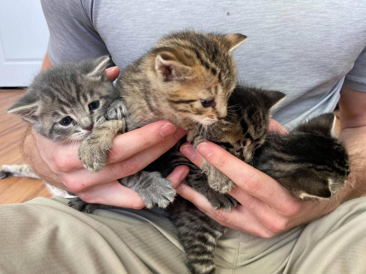 Mushu's biological kittens: Wonton, Tofu, Miso, and Wasabi. (Caters News)