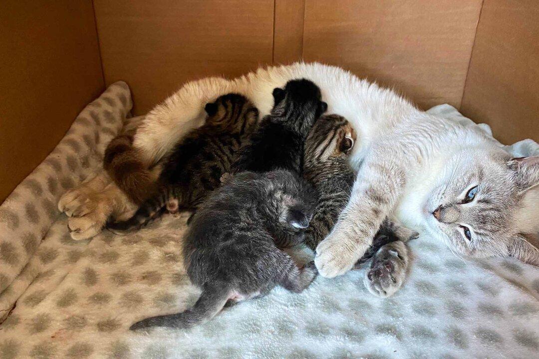 Selfless Mama Rescue Cat Adopts Abandoned Kittens Into Her Litter, Treats Them as Her Own