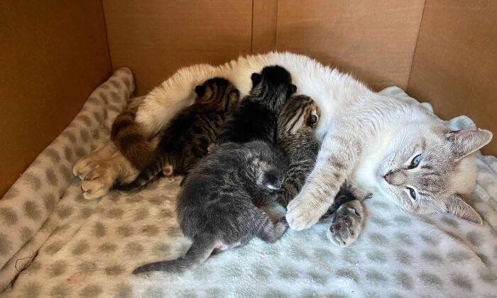 Selfless Mama Rescue Cat Adopts Abandoned Kittens Into Her Litter, Treats Them as Her Own