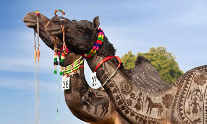 ‘Ships of the Desert’: Discovering the Wonders of Camels in India