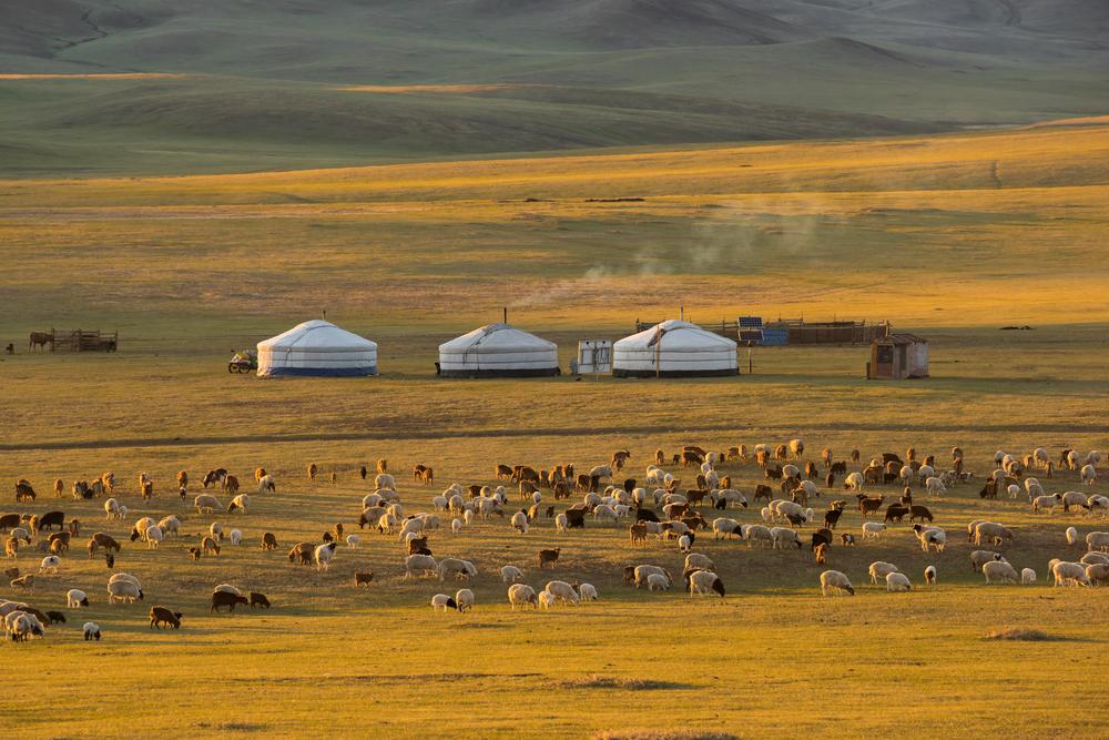 Traditional Mongolian gers can be relocated as the herd grazes on the plain. (mr.wijannarongk kunchit/Shutterstock)