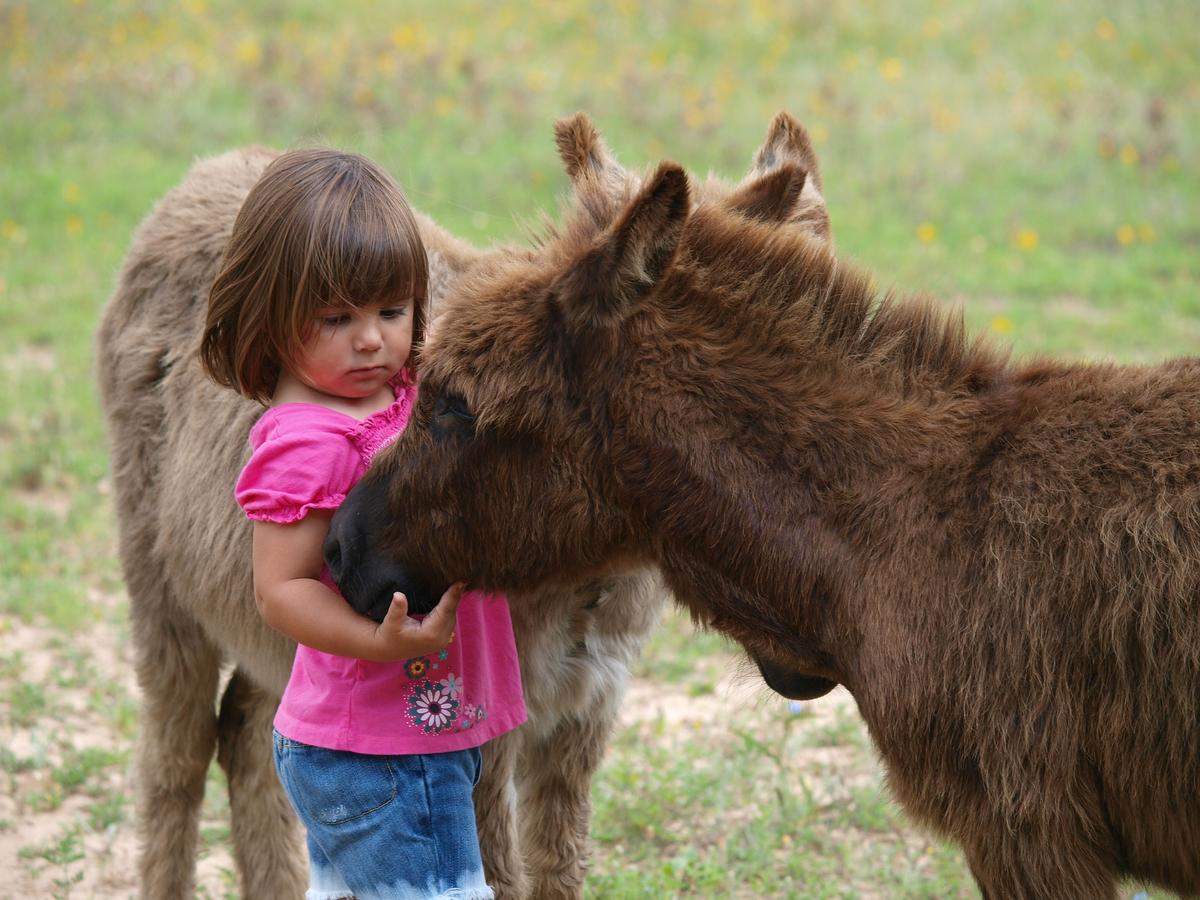 A child pets a miniature donkey at BlissWood Bed & Breakfast Ranch. (Skeeter Hagler)