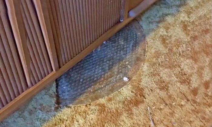 California Woman Finds Manhole in Bedroom Leading to Secret 1950s Bomb Shelter: Video