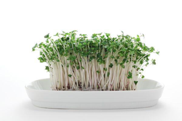 Broccoli sprouts. (Haru/Shutterstock)