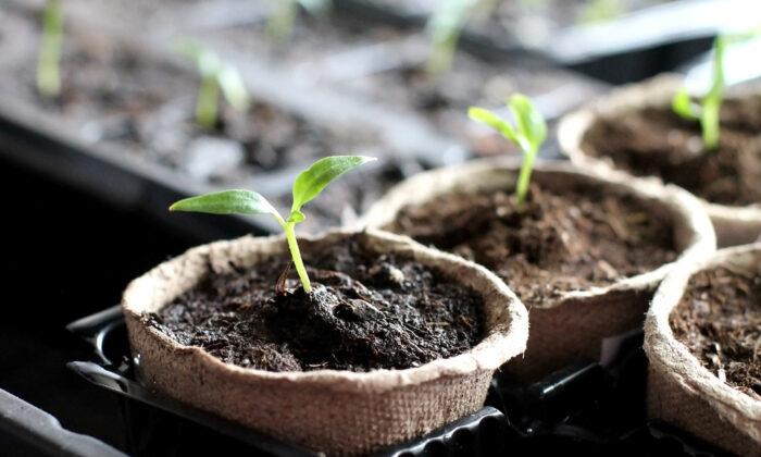 Growing Gardeners: Taking Care of Indoor Seedlings
