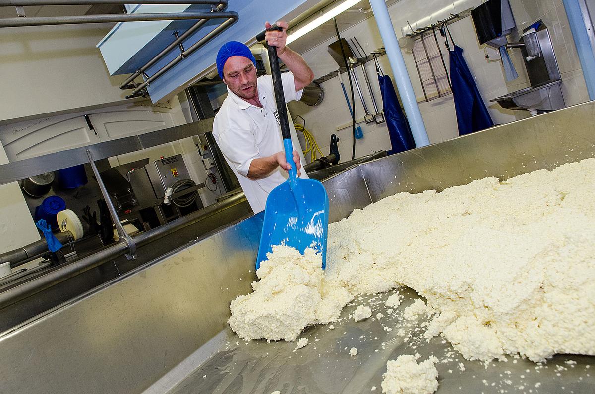 Scooping the curds. (Courtesy of Cheddar Gorge Cheese Company)
