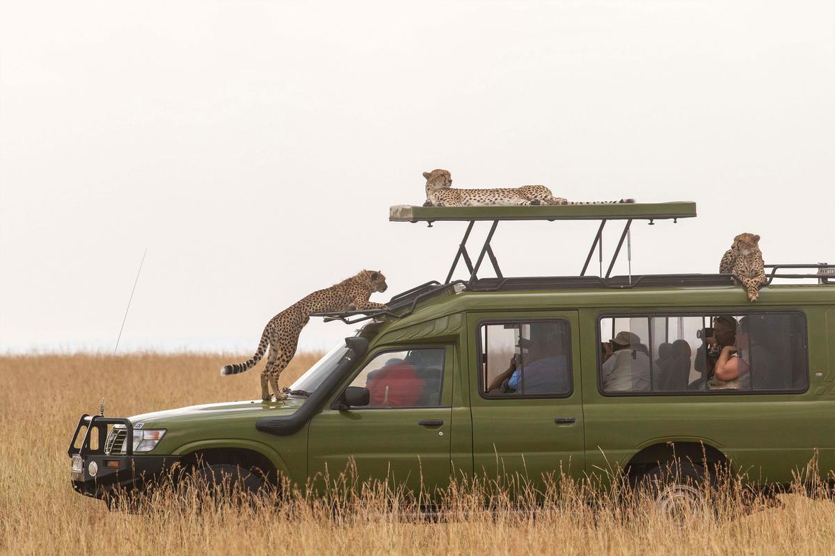 A coalition of cheetahs mount a safari vehicle in the Masai Mara National Reserve, Kenya. (Caters News)