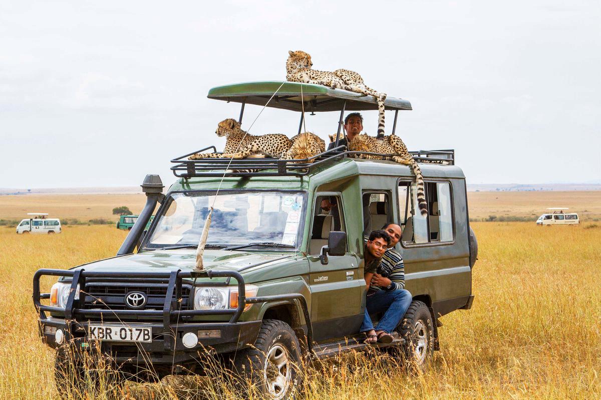 A coalition of cheetahs relaxing on top of a safari vehicle. (Caters News)