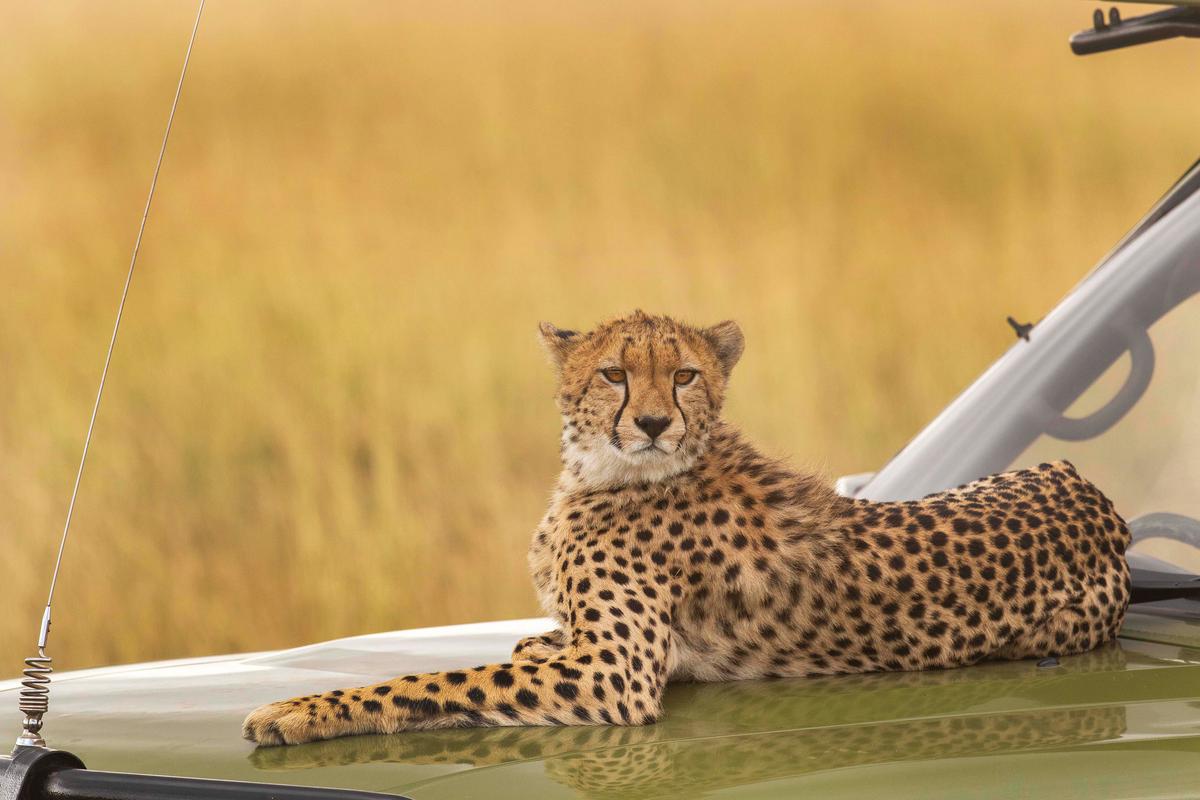 One of the cheetahs relaxes on the hood of the safari vehicle. (Caters News)