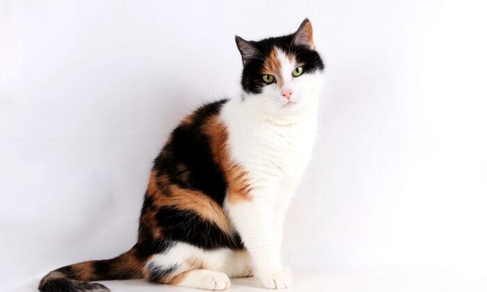 Ask the Vet: Calico and Tortoiseshell Cats Are Usually Female