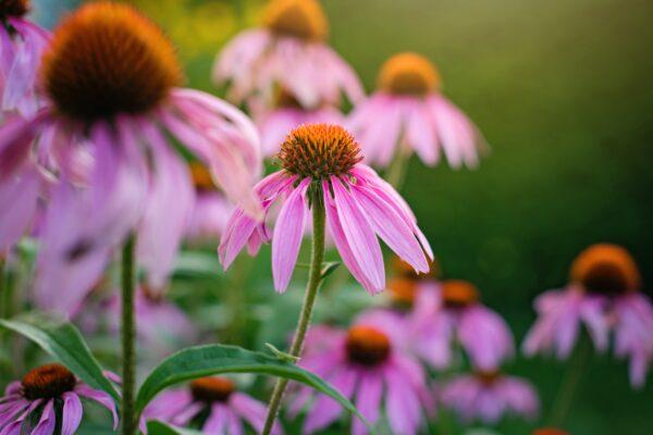 Echinacea also has many uses in the garden and as a herbal remedy. (Annemarie Gruden/Unsplash)