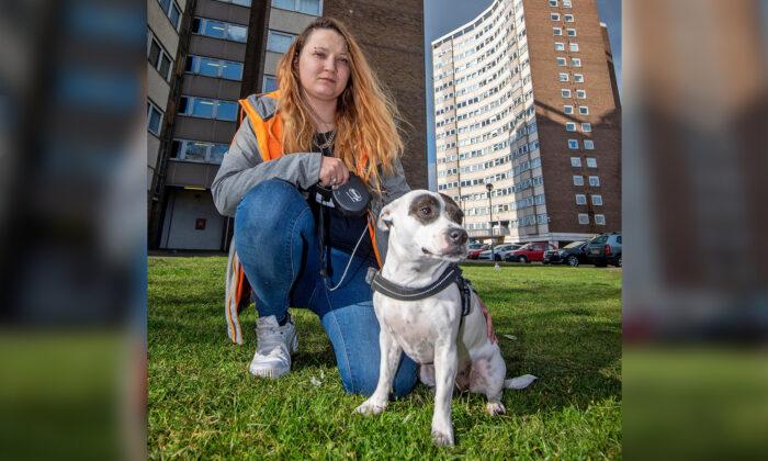 Heroic Dog Saves Mom’s Life After She Was Attacked With a Knife by Strangers on the Street