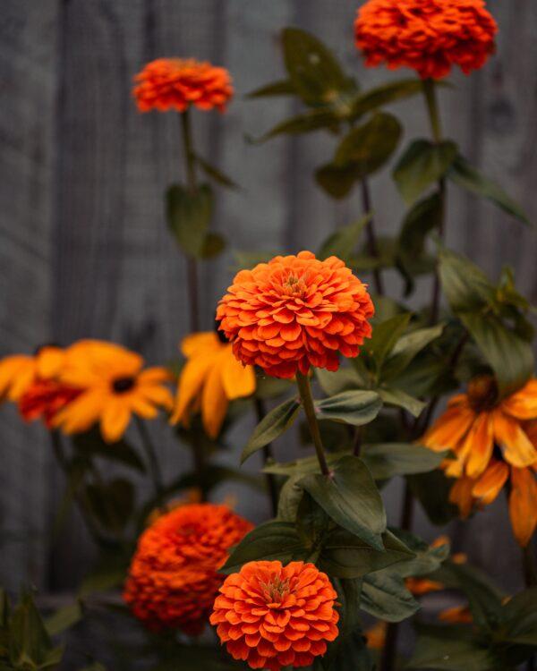 Marigolds come in many colors, and can add color to your garden by planting them along with your vegetables to improve pest control. (Connor Martin/Pexels)