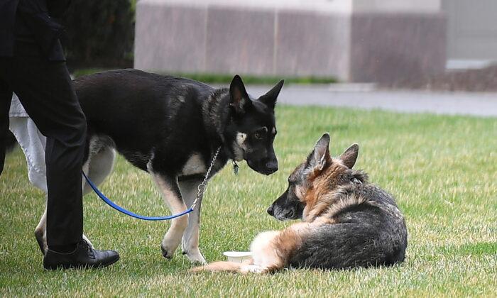 President Joe Biden's dogs Champ and Major are seen on the South Lawn of the White House on March 31, 2021. (Mandel Ngan/Pool via Reuters)