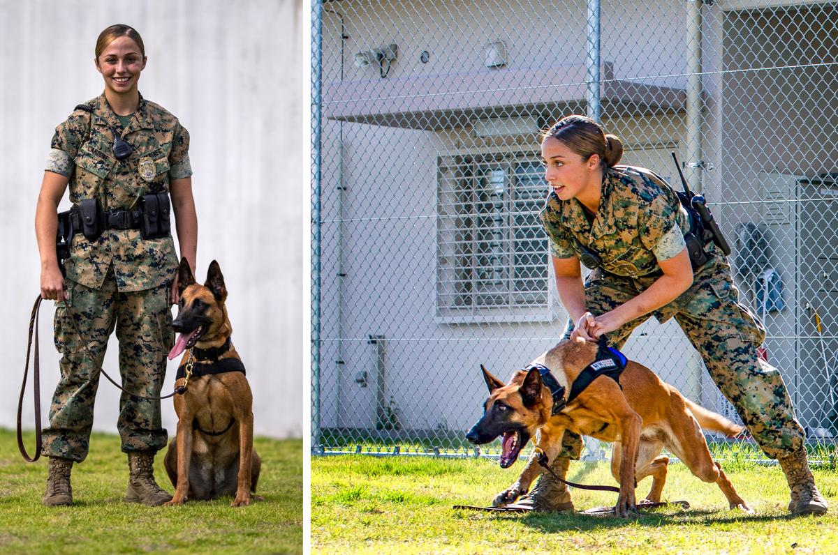 (L: <a href="https://www.dvidshub.net/image/4837932/biting-bad-military-working-dogs-handlers-train-mcas-iwakuni">Akeel Austin</a>/DVIDSHUB; R: <a href="https://www.defense.gov/observe/photo-gallery/igphoto/2002056139/">Seth Rosenberg</a>/Department of Defense)