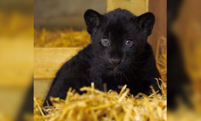 ‘Gorgeous’ Rare Female Black Jaguar Cub Is Born at England’s Big Cat Sanctuary