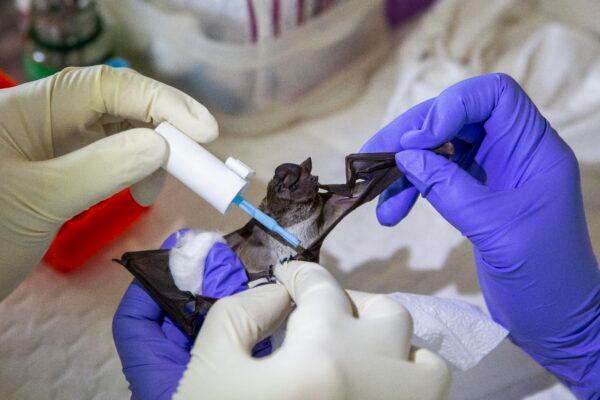 A team of scientists and science students from Chulalongkorn University paint the toenails of a wrinkle-lipped free-tailed bat after sampling as a way of tagging it at an on-site lab near the Khao Chong Pran Cave in Ratchaburi, Thailand, on Sept. 12, 2020. (Lauren DeCicca/Getty Images)