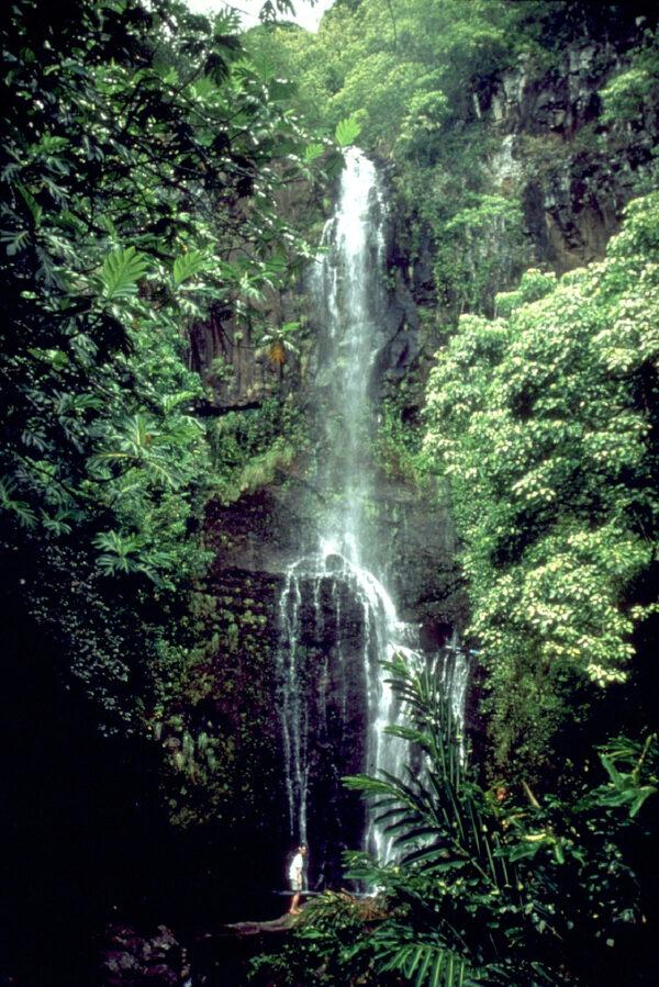 A waterfall on the Hana Highway on the island of Maui in Hawaii surprises and delights passersby. (Courtesy of Victor Block)
