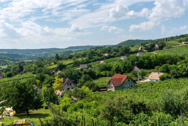 The Szekszard vineyard in southern Hungary is one that is putting Hungarian winemaking back on the map. (Courtesy of Taste Hungary)