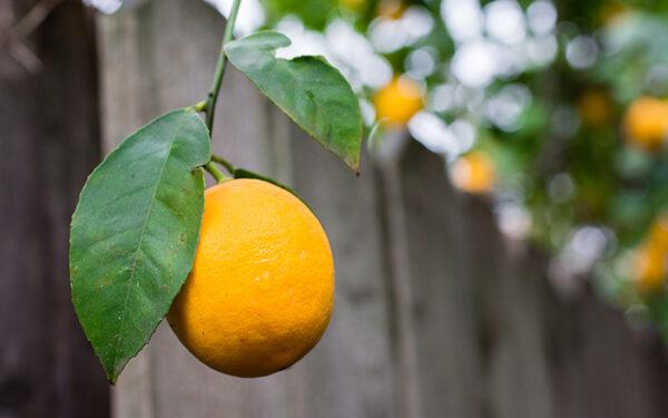 Meyer lemon trees grown in a container indoors can provide lemons all year long. (Barbara Rich/Moment/GettyImages)
