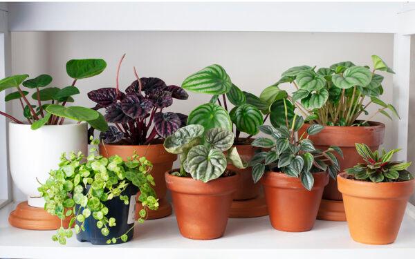 Indoor gardens can have a mix of houseplants and edibles. (Rhisang Alfarid/Moment/GettyImages)