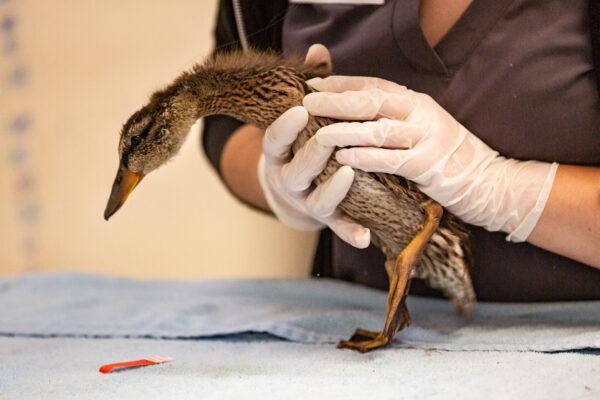 Ducks get the help they need at Wetlands and Wildlife Care Center in Huntington Beach, Calif., on May 4, 2021. (John Fredricks/The Epoch Times)