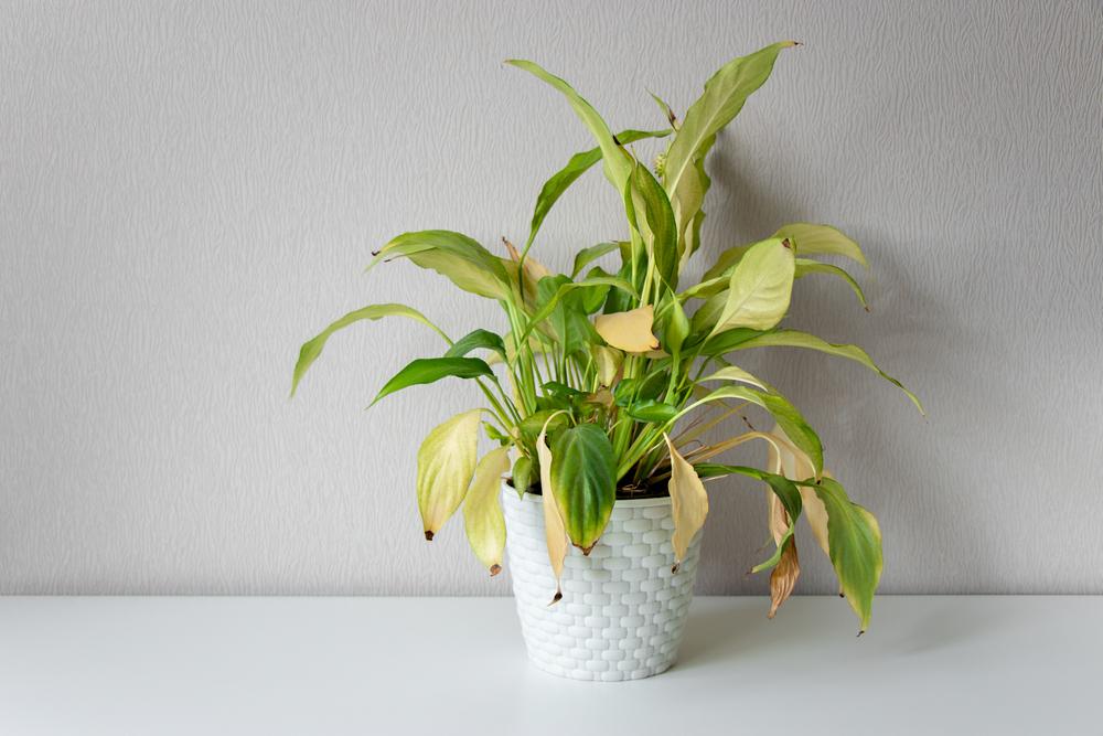 The most common houseplant question is: Why do the leaves turn brown? (Elena Khairullina/Shutterstock)