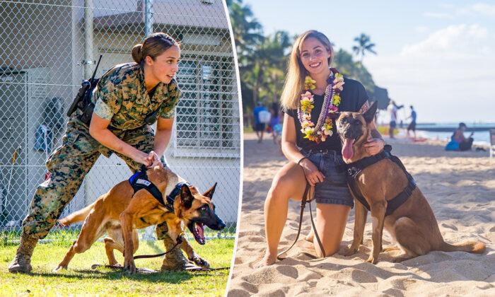 Military Dog Retired After Injury Gets Adopted by Former Marine Partner to Live Out Her Days in Bliss