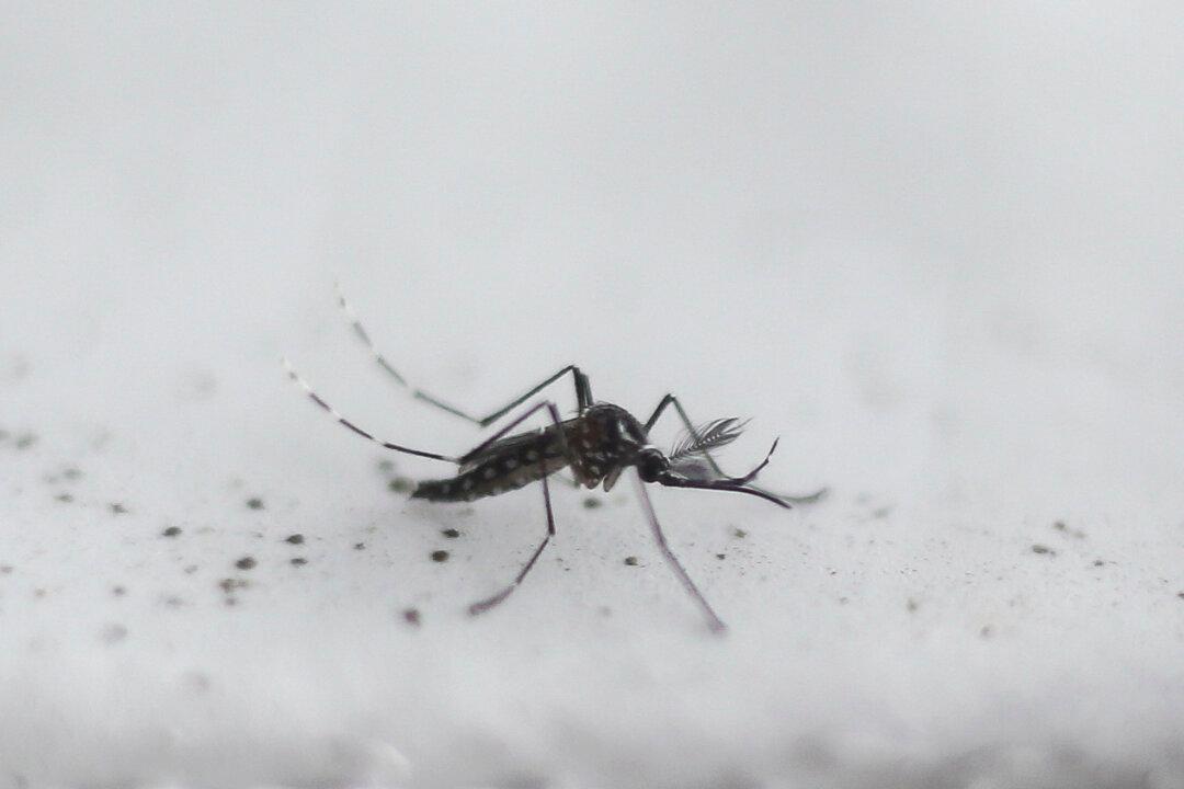 Genetically Modified Mosquitoes Set to Be Released in California and Florida