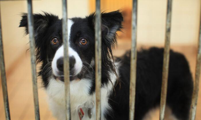 UK Sets Up Taskforce To Tackle Rising Pet Theft During Lockdown