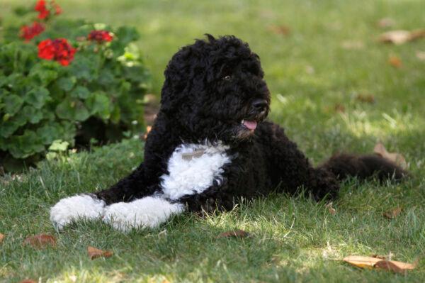 First dog Bo enjoys a nap in a shady spot on the South Lawn of the White House in Washington on June 8, 2011. (Carolyn Kaster/AP Photo)