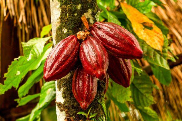 The persnickety cacao tree was another mind blower. (Ammit Jack/shutterstock)