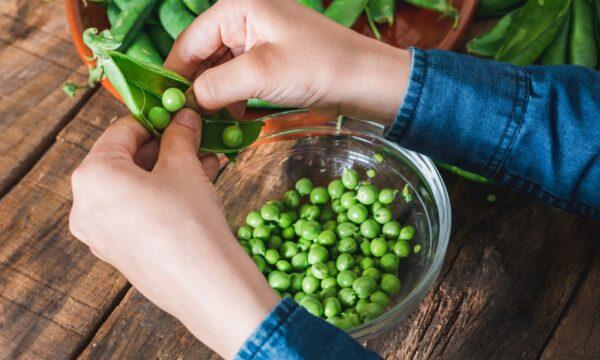 These peas must be shelled, but the little extra effort is worth it in order to get those masses of sweet, green orbs. (NOVODIASTOCK/shutterstock)